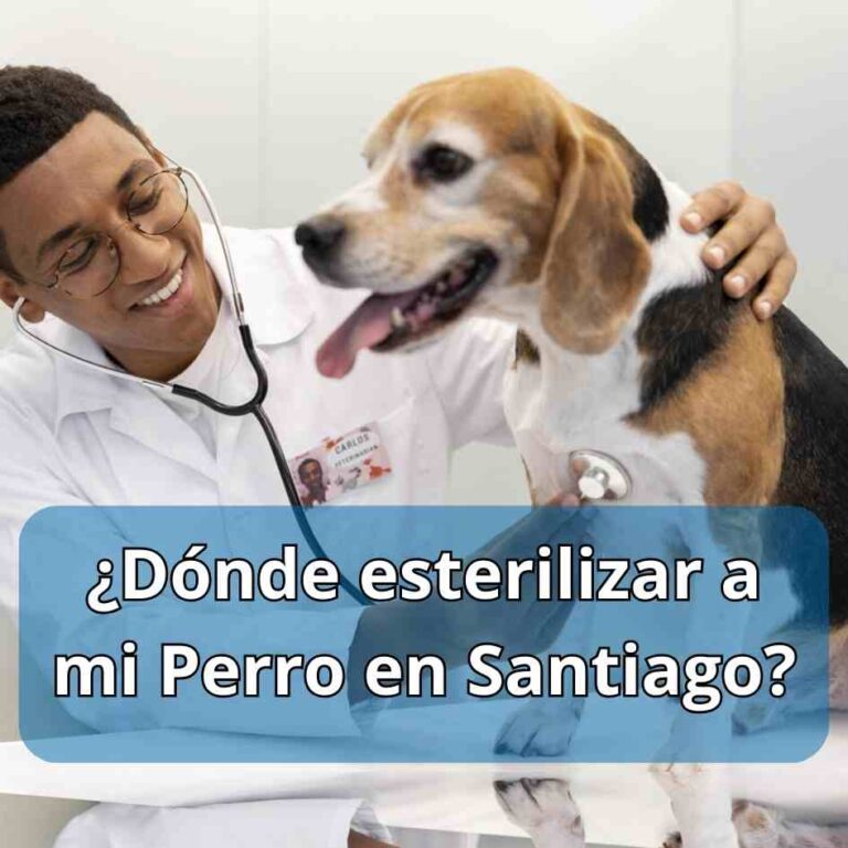 Esterilización Canina en Santiago